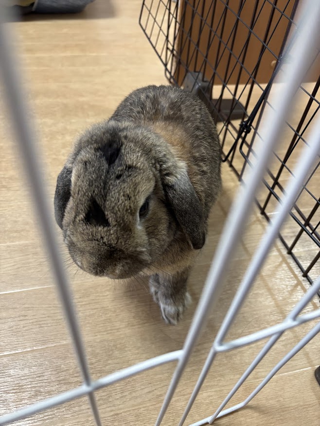 額に三角の印(トライフォース)があるウサギさん