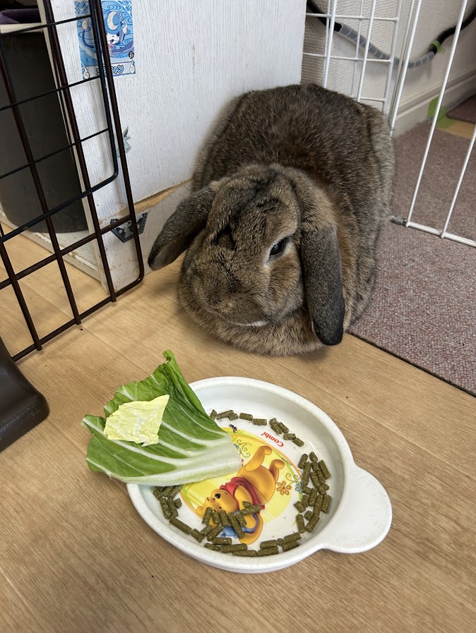 ラビットフードや白菜が目の前にあるのに食べないウサギさん