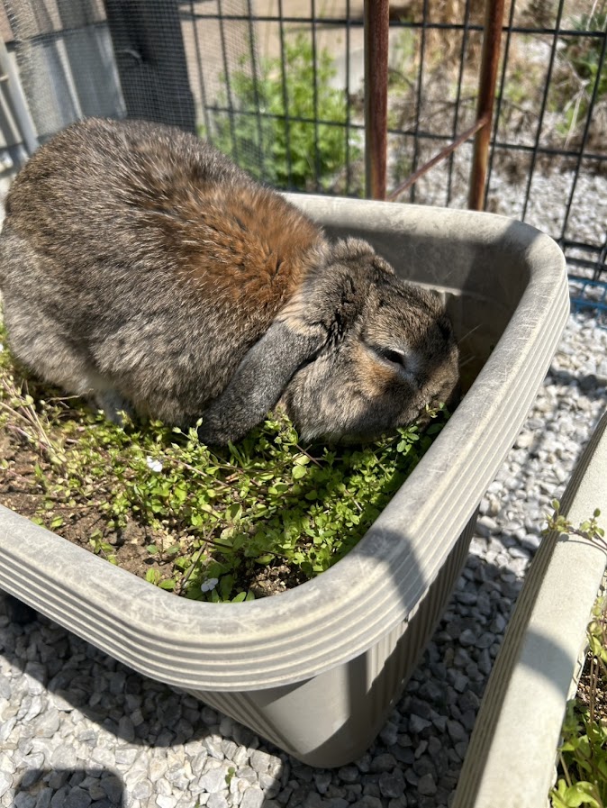 庭のプランターの草を食べている