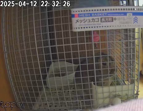 ペットカメラで撮影