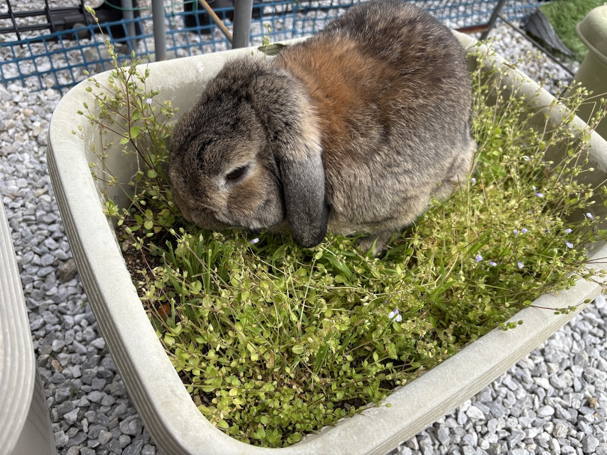 プランターの雑草を食べるウサギさん