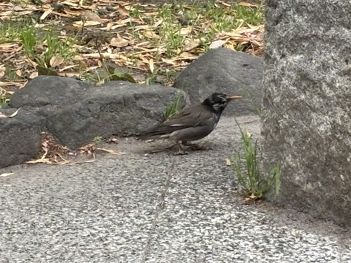 台東区立松葉公園に居た鳥