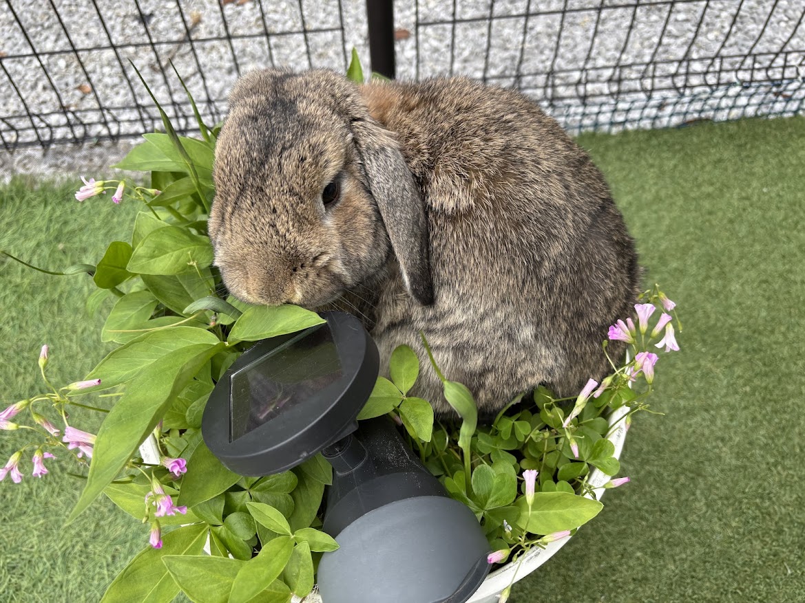 庭で雑草を食べるウサギさん