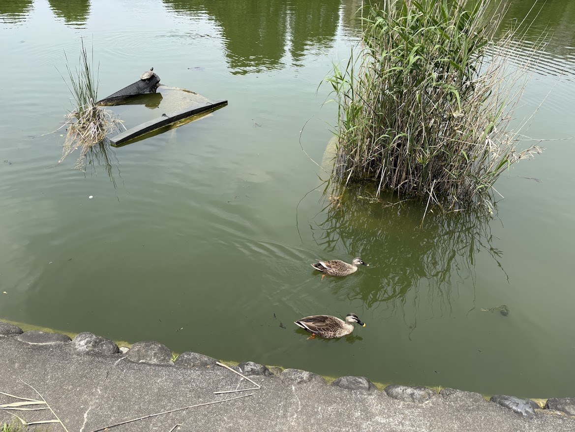 見次公園の池で日向ぼっこする亀と池を移動する鴨