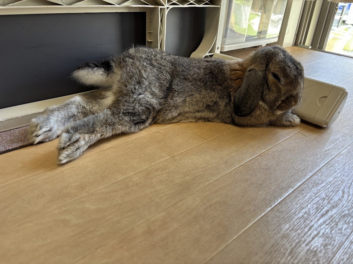 足を伸ばしてリラックスされているウサギさん