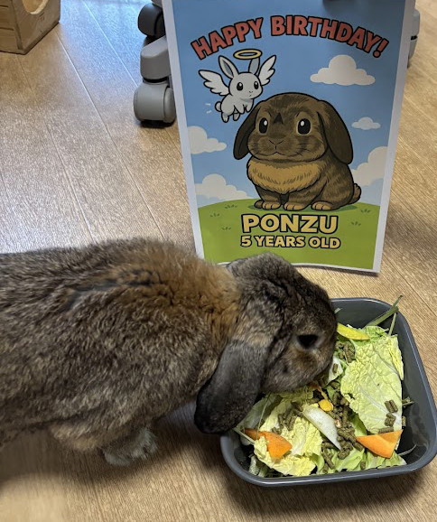 誕生日祝いのイラストと餌をもらうウサギさん