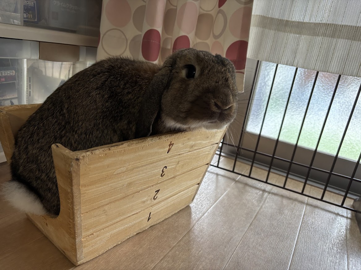 ウサギさんが跳び箱に収まる図