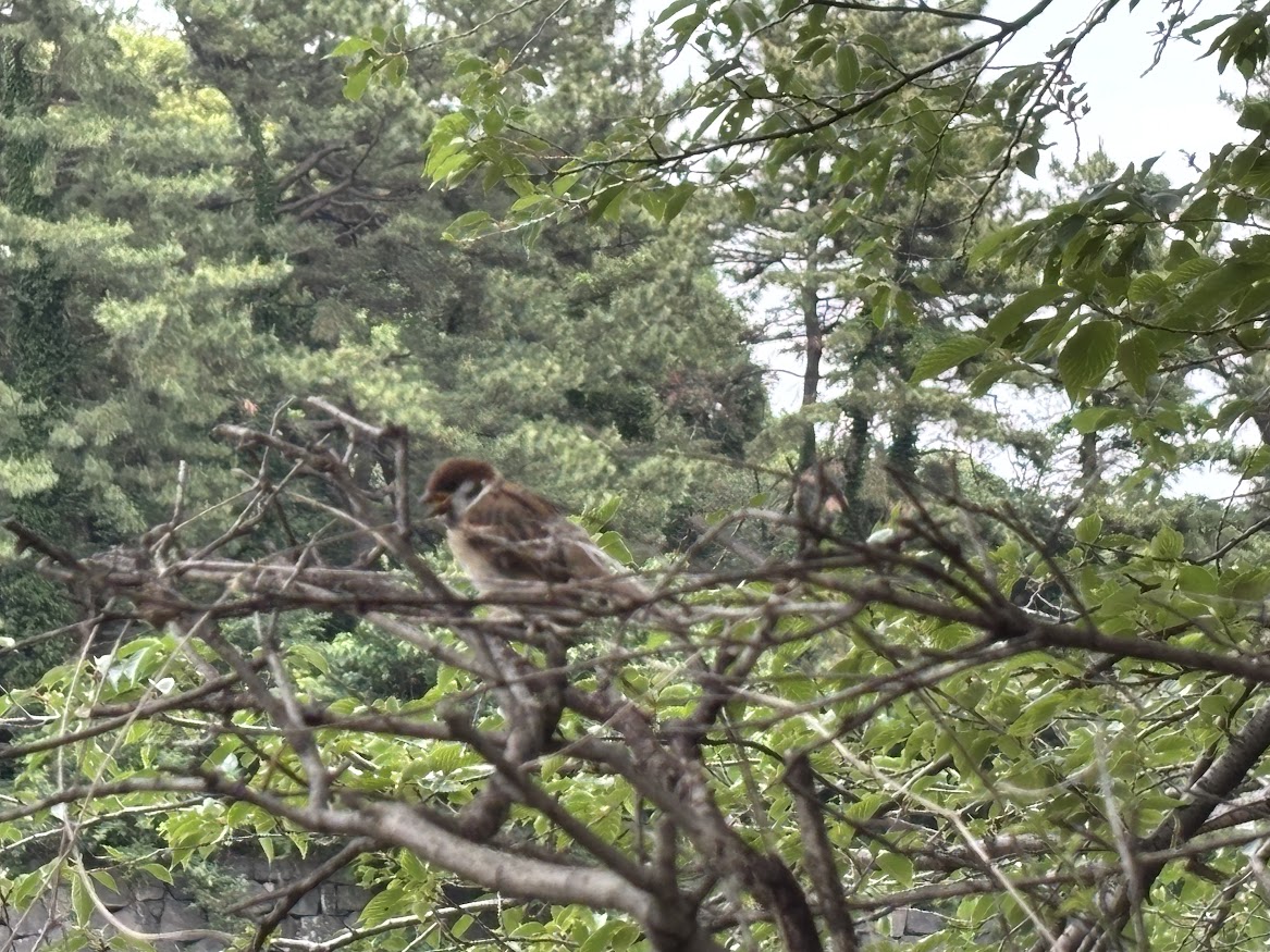千鳥ケ淵公園のベンチで休憩、雀さんもいました
