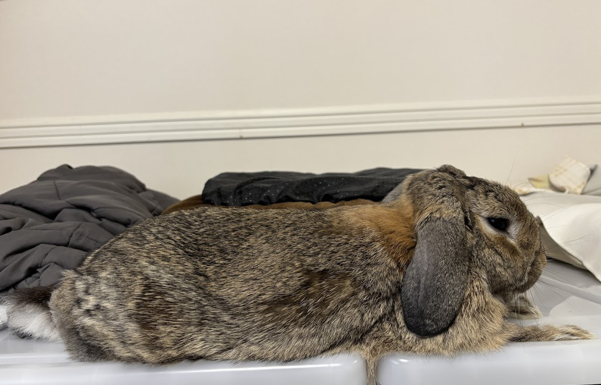 少し高い所でお寛ぎになるウサギさん