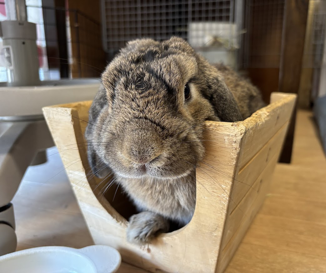 逆さにしたとびばこハウスにはまるウサギさん