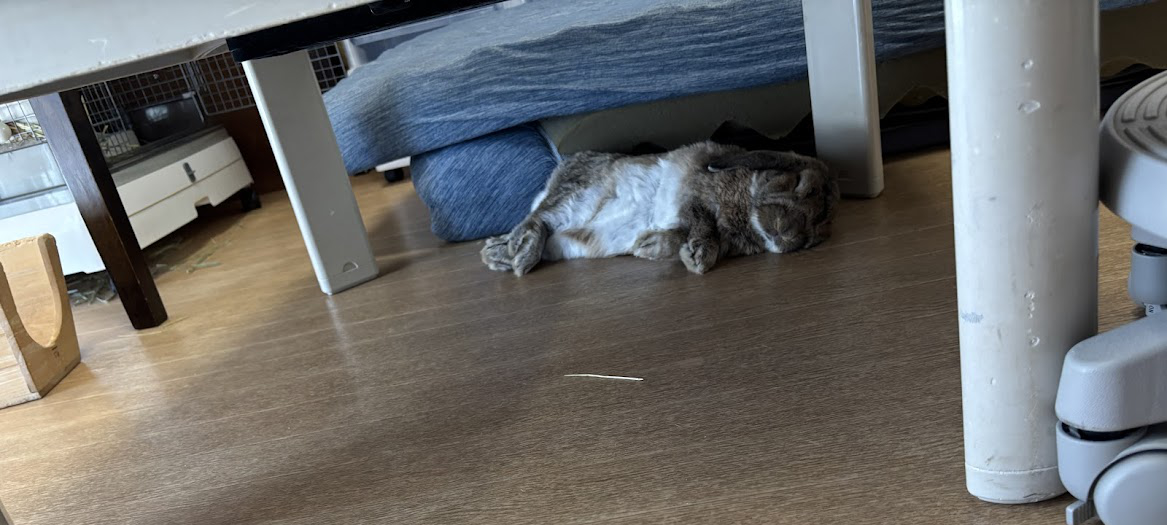 テーブルの下で横になってお休み、寝られるウサギさん