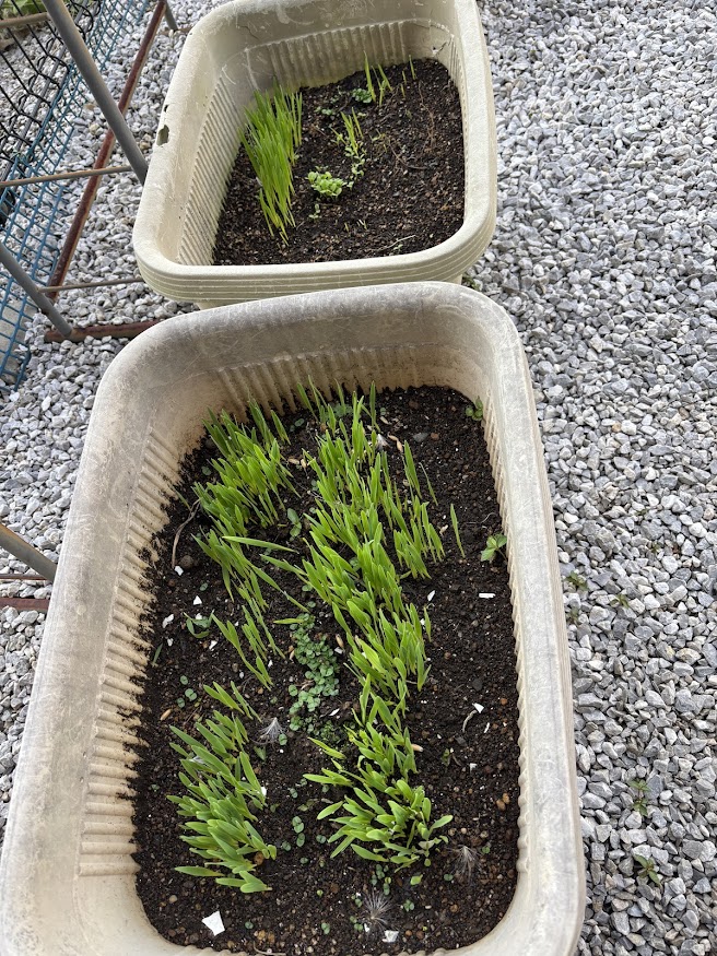 暑いからかだいぶ生えてきた猫草（生チモシー）