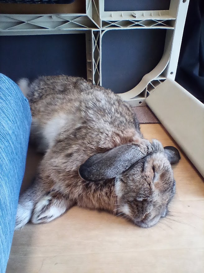 横になって目を閉じて完全にお休み（寝る）になるウサギさん