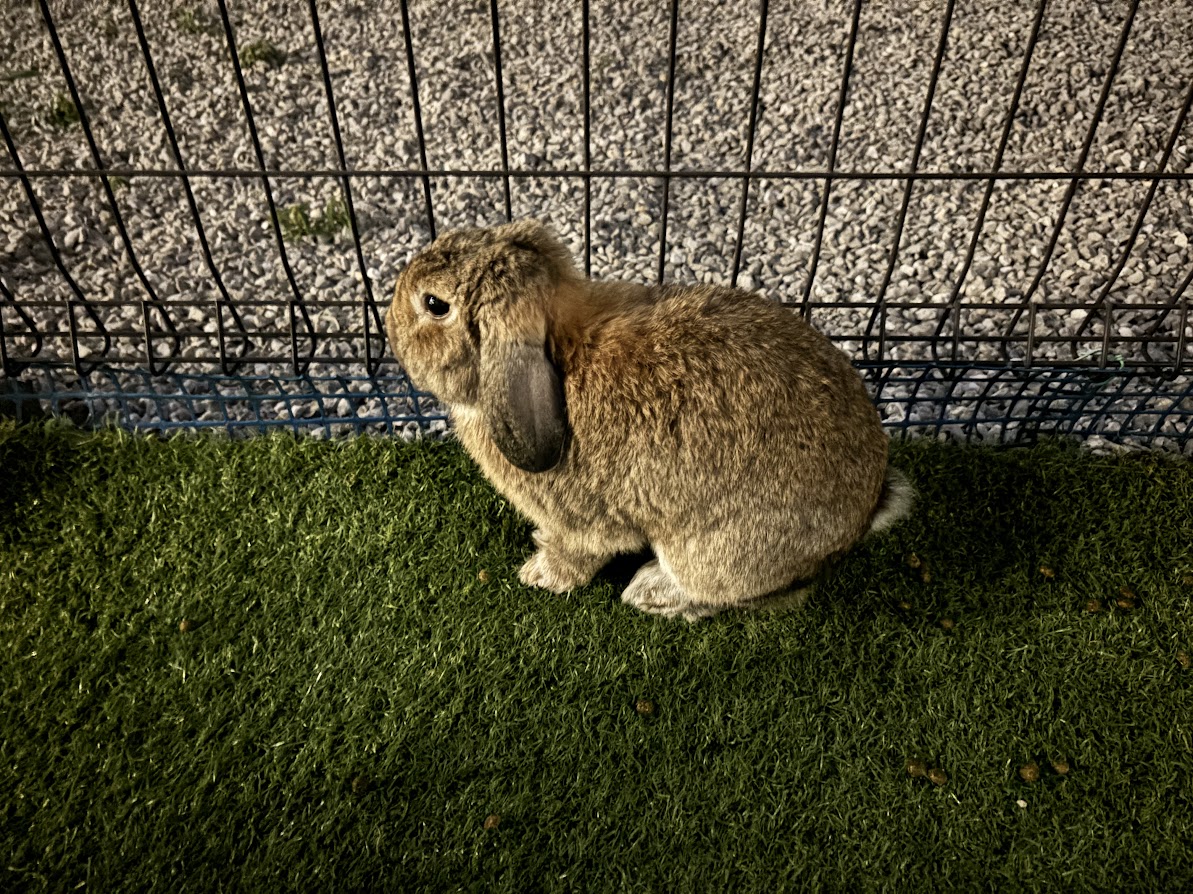 暗い庭で佇むウサギさん