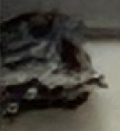 蜂の巣（アシナガバチ）