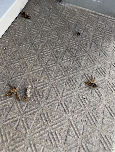 蜂の巣駆除の戦いの痕跡、駆除されたアシナガバチ達