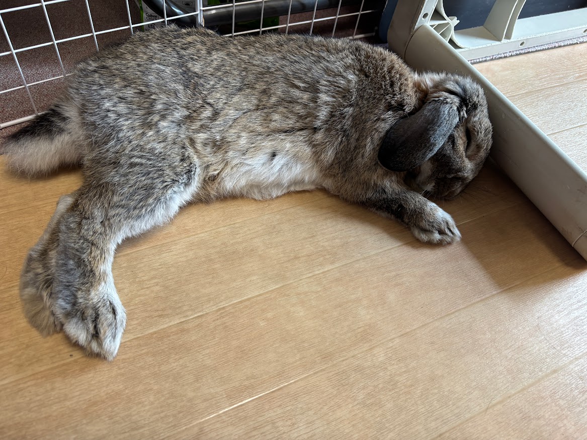 横になって寝るウサギさん