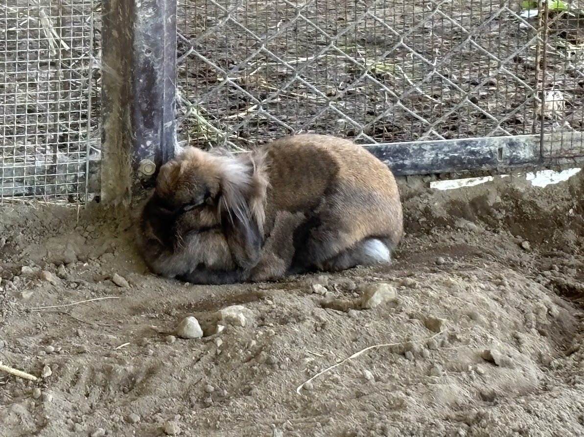 さとらんどのウサギさん（20250816）
