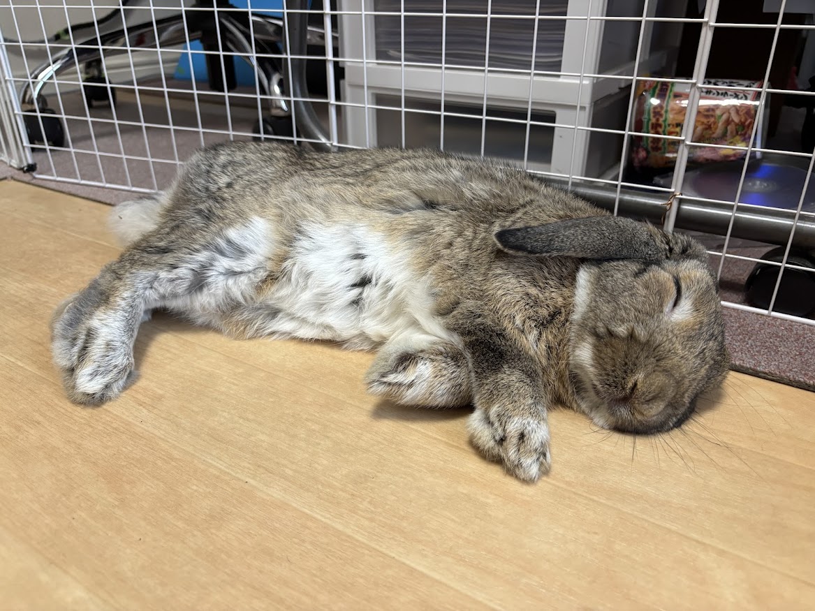横になって眠るウサギさん
