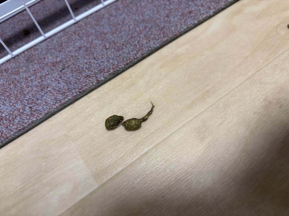 ウサギさんの3回目のウンコは湿っていて結構毛が含まれている印象。