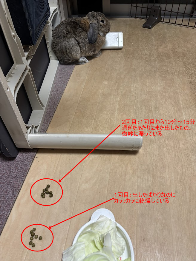 ウサギさんのウンコ。1回目は出したばかりなのにカラッカラに乾燥しており2回目は湿っていつものに近いウンコに。
