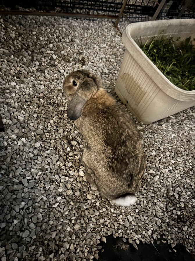 真っ暗な庭で佇むウサギさん