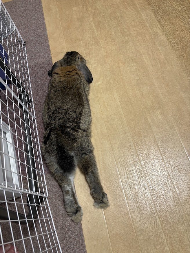足を伸ばしてお休みになるウサギさん上から