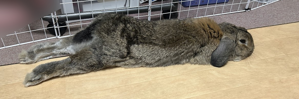 足を伸ばしてお休みになるウサギさん横から