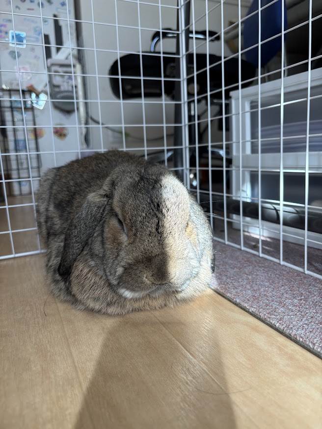 室内で半分日光に当たるウサギさん