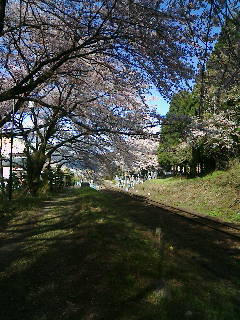 咲花駅周辺と桜（SL到着待ち）