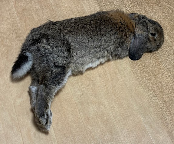 部屋で足を伸ばしてお休みになられるウサギさん