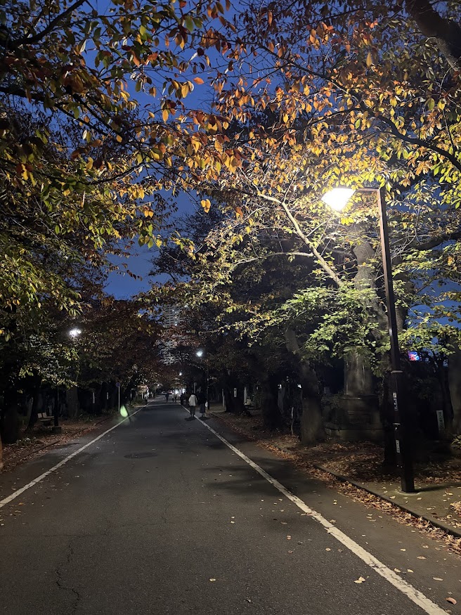 谷中霊園のさくら通り