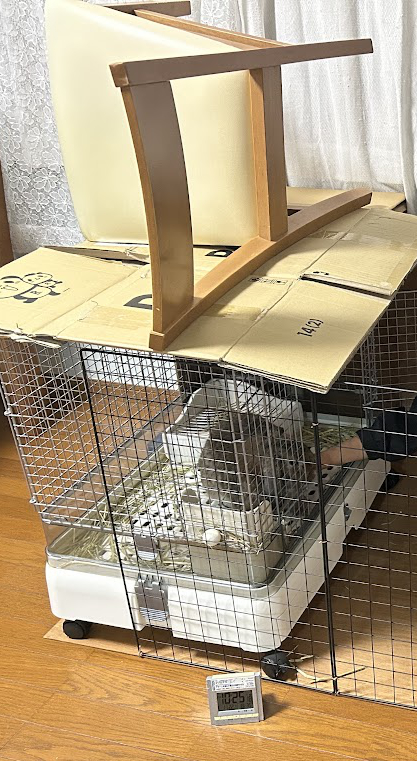 嫁さん実家__に泊りに行ったウサギさん