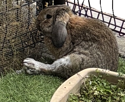 庭で外なのに足をしまい忘れるウサギさん