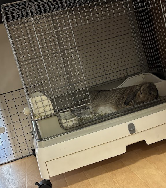 ケージの中で横になられるウサギ様