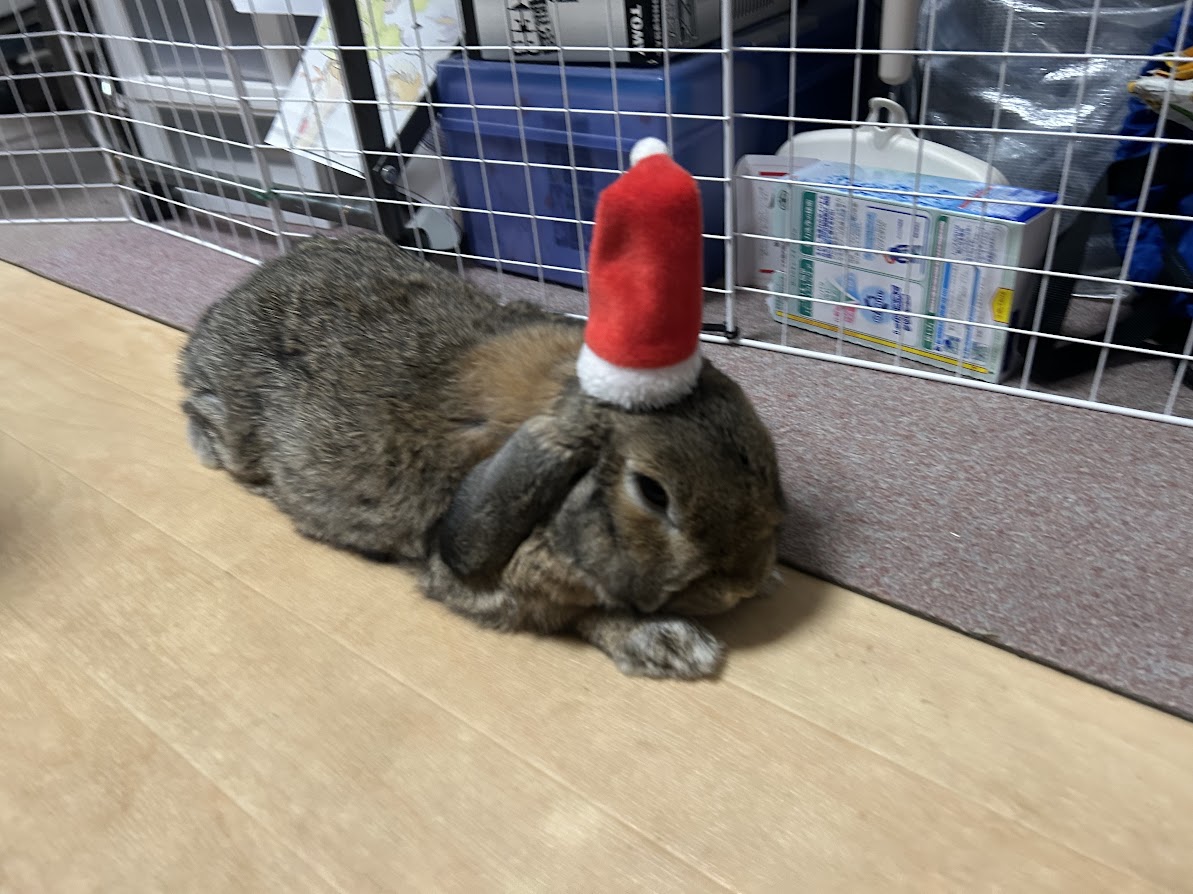 サンタクロースの帽子をかぶるウサギさん