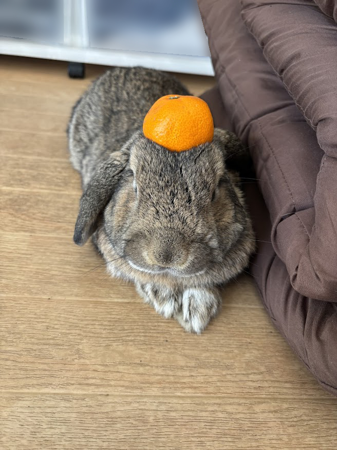 頭にみかんを乗せたウサギさん