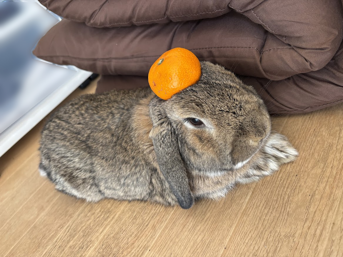 頭にみかんを乗せたウサギさん