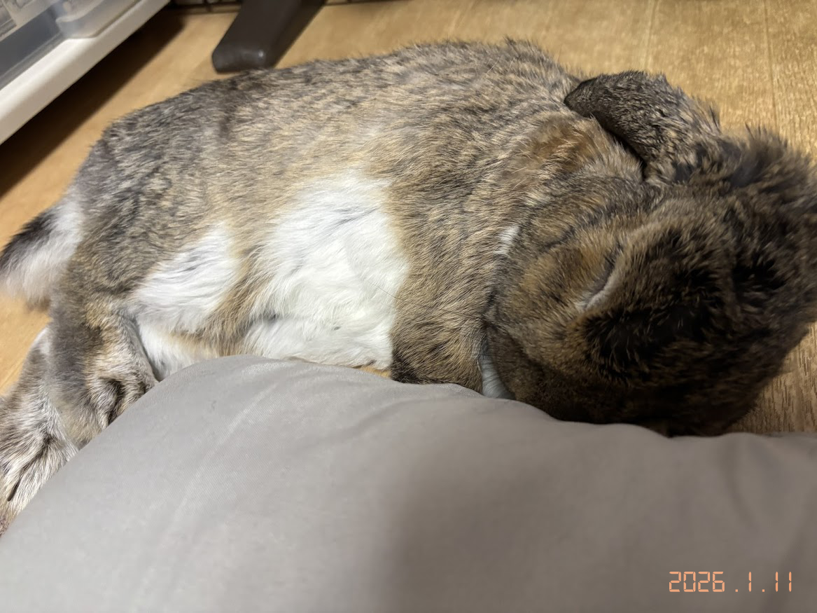 Affinity Photo 1でアナログ写真風（フィルム写真風）日付文字を入力して完成