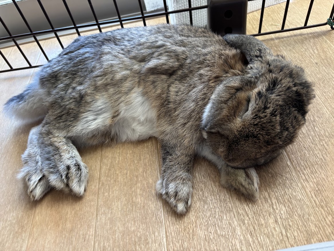 横になってお休みになるウサギさん