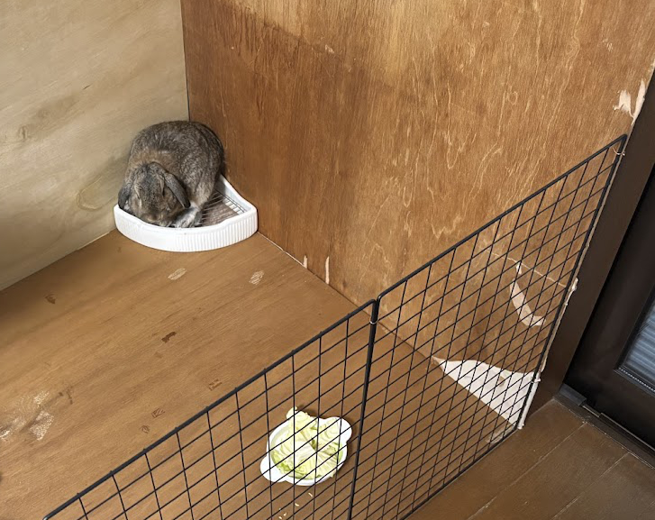 嫁さん実家__に来たウサギさん