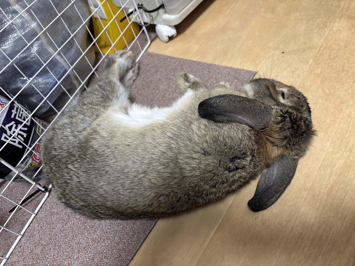 横になって休む（寝る）ウサギさん