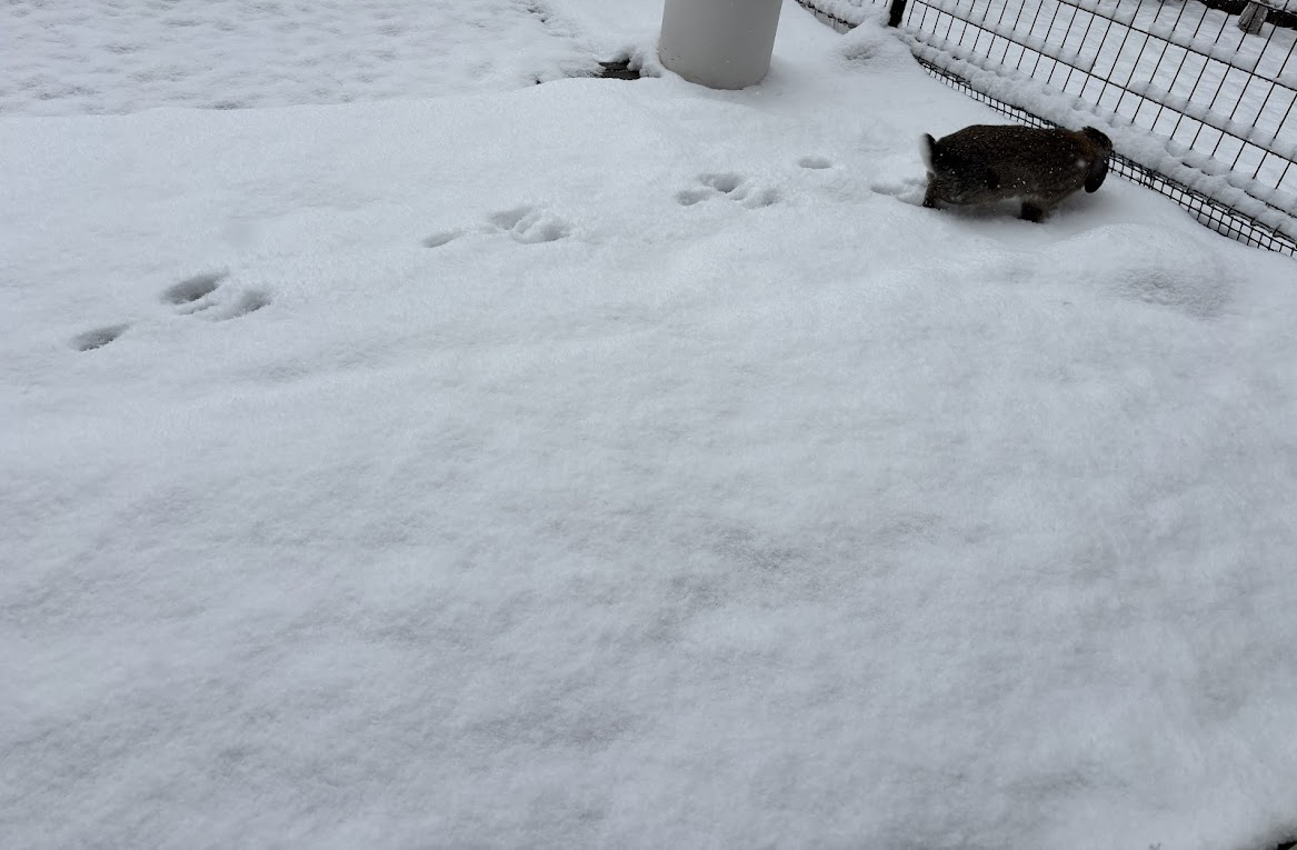 2026年2月8日 8時14分の東京多摩エリア 庭の積雪状況とウサギさん