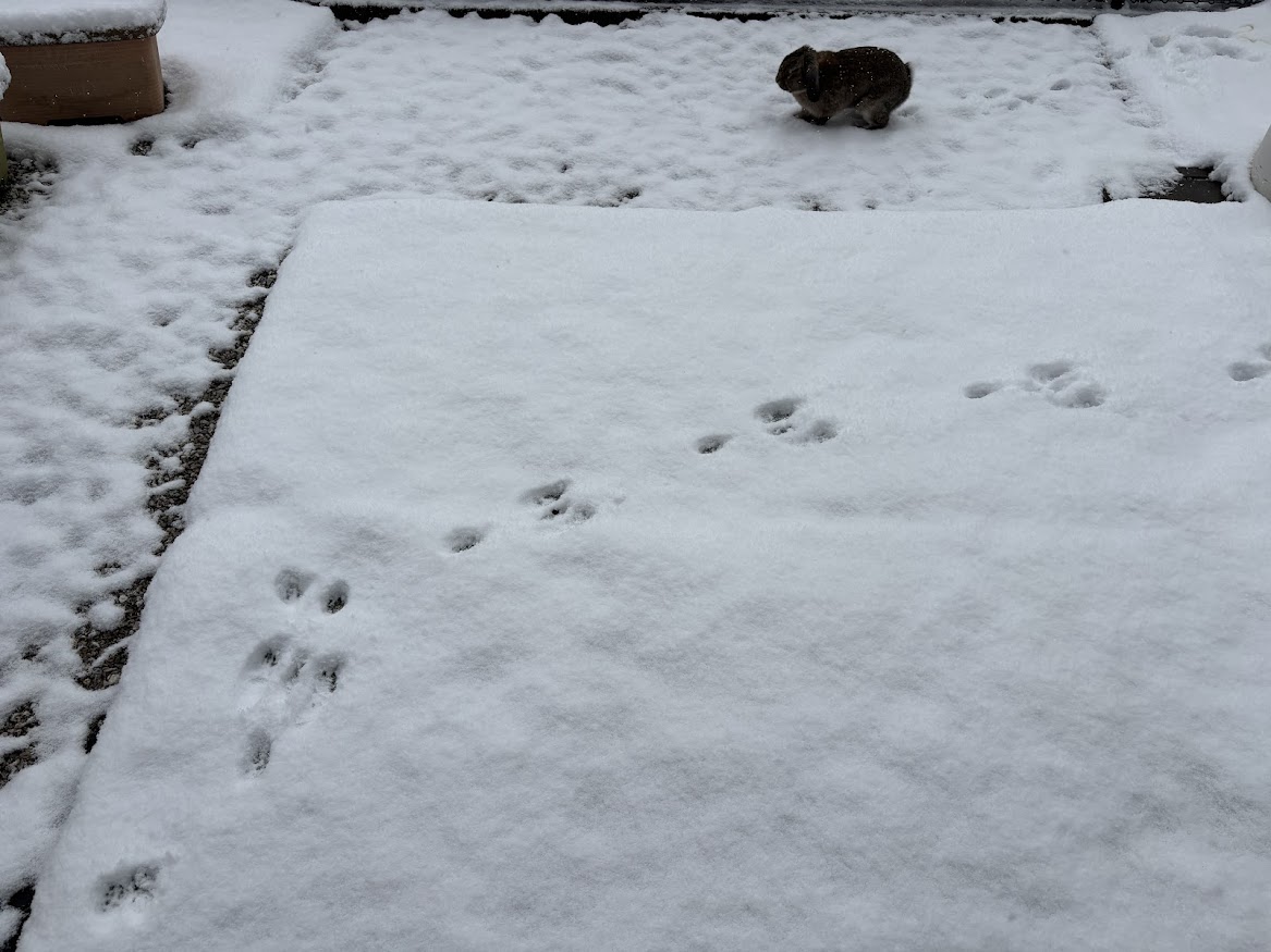 2026年2月8日 9時00分の東京多摩エリア 庭の積雪状況とウサギさん