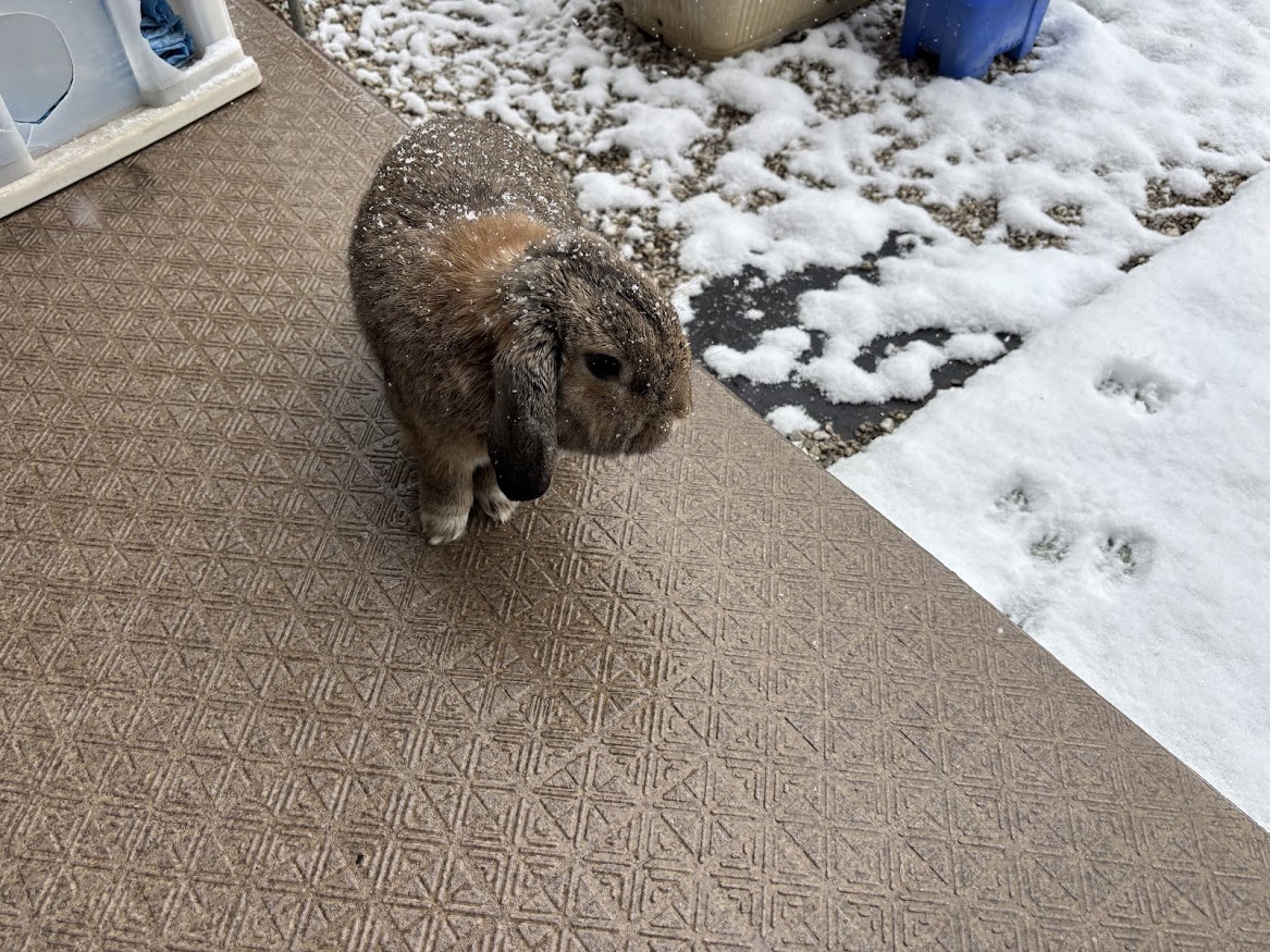 2026年2月8日 8時15分の東京多摩エリア 庭の積雪状況とウサギさんに降った雪が積もった状況