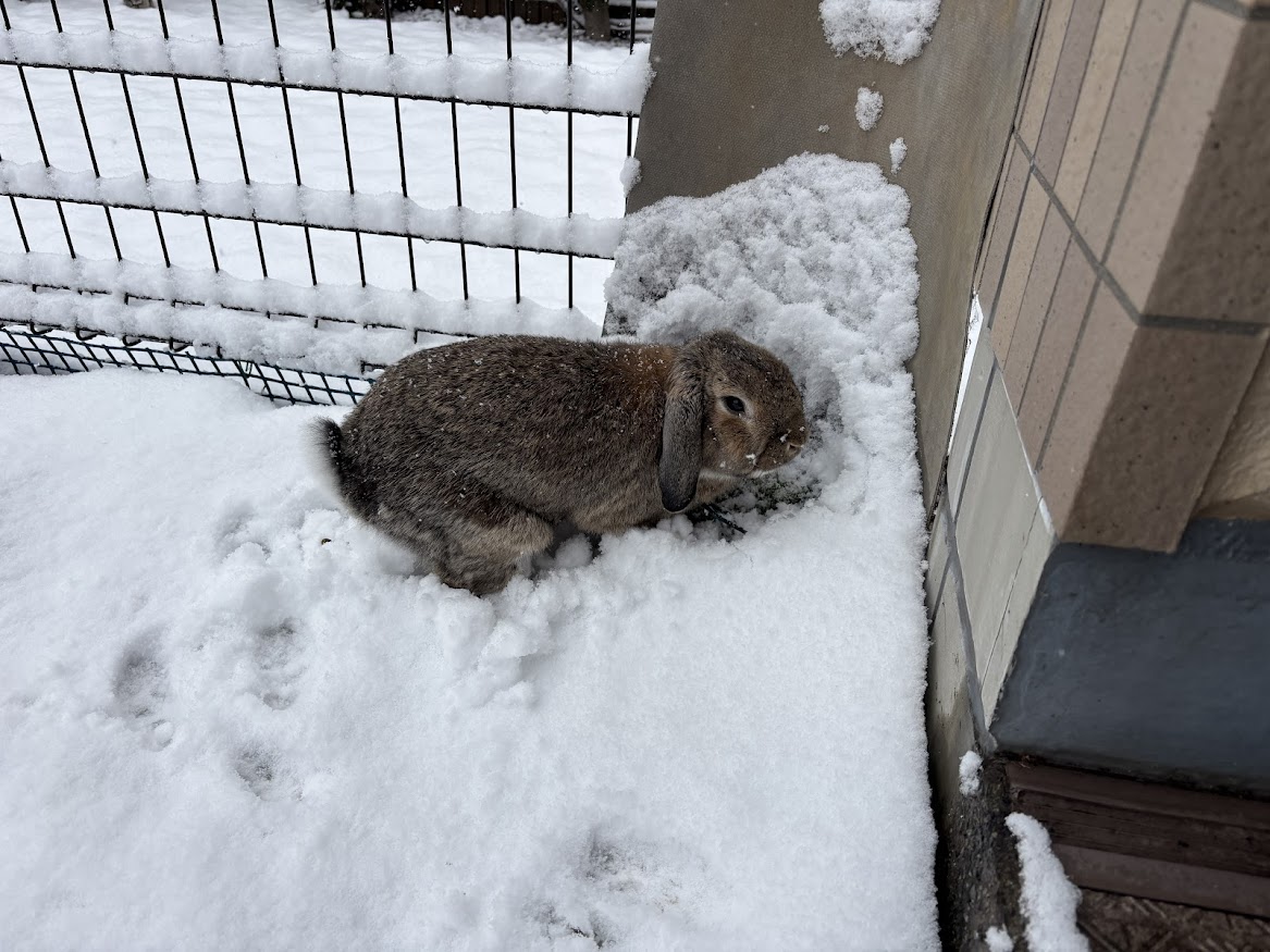 2026年2月8日 8時17分の東京多摩エリア 庭の積雪状況と雪を掘るウサギさん