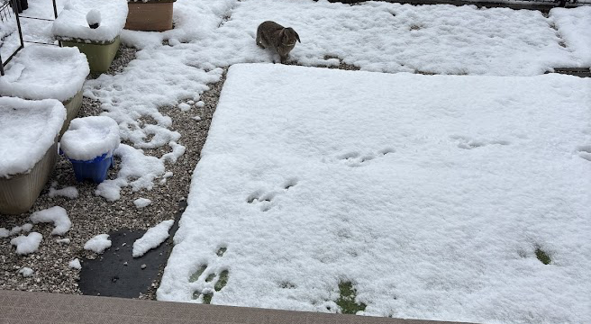 2026年2月8日 11時21分の東京多摩エリア 庭の積雪状況とウサギさん