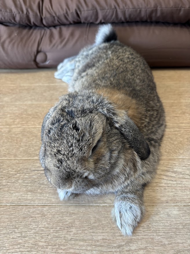 お寛ぎになるウサギさん