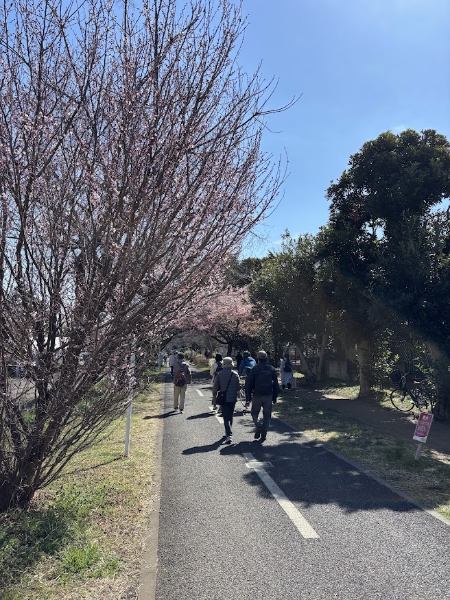 多摩湖自転車歩行者道（保谷・狭山自然公園自転車道）の小平市内、一部何かの桜が咲いてきた？
