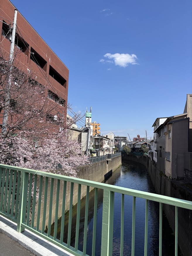 西武新宿線と都営新宿線の中井駅間にある寺斉橋の桜